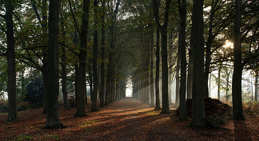 Het belang van droog haardhout